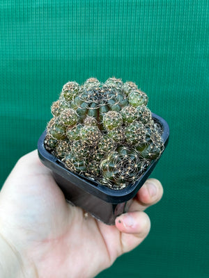 Lobivia arachnacantha
