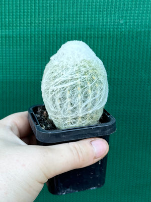 Espostoa melanostele