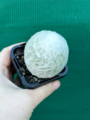 Espostoa melanostele