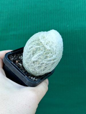 Espostoa melanostele