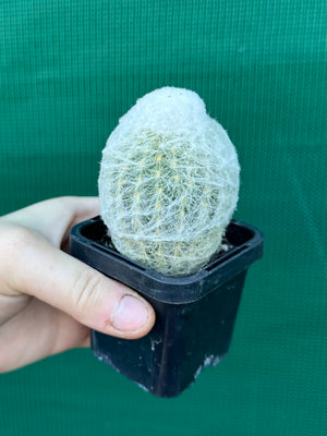 Espostoa melanostele