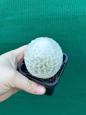 Espostoa melanostele