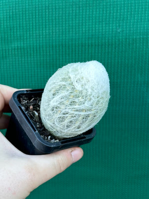 Espostoa melanostele