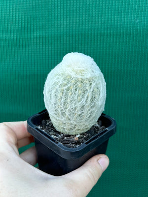 Espostoa melanostele