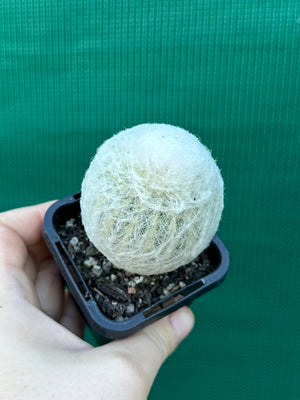Espostoa melanostele