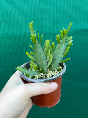 Disocactus ‘Bits n Pieces’
