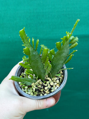 Disocactus ‘Bits n Pieces’