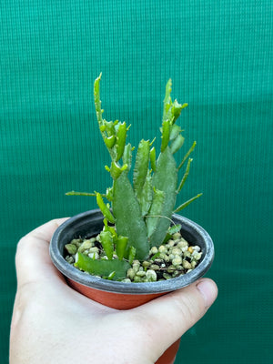 Disocactus ‘Bits n Pieces’