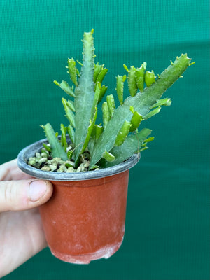 Disocactus ‘Bits n Pieces’
