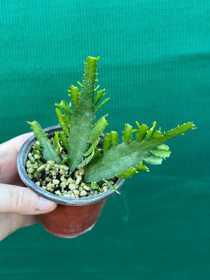 Disocactus ‘Bits n Pieces’