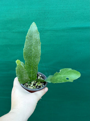 Rhipsalis platycarpa
