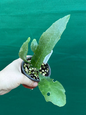 Rhipsalis platycarpa