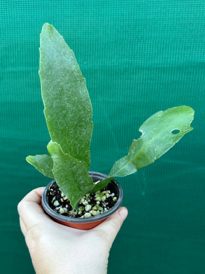 Rhipsalis platycarpa