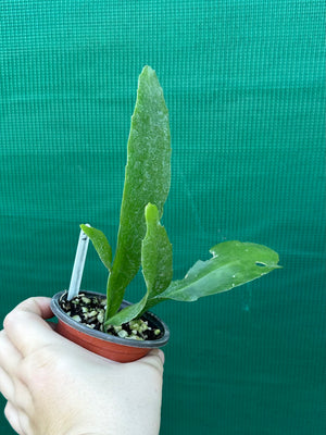Rhipsalis platycarpa