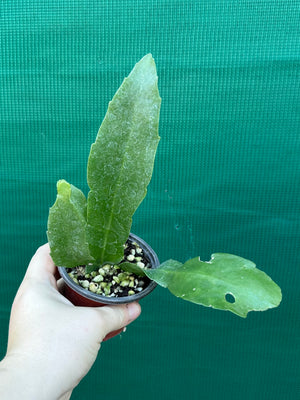 Rhipsalis platycarpa