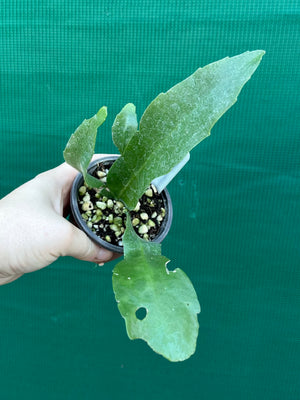 Rhipsalis platycarpa