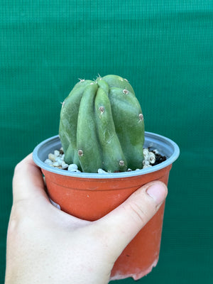 Cereus peruvianus ‘Monstrose’