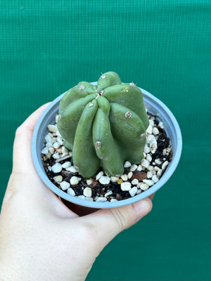 Cereus peruvianus ‘Monstrose’