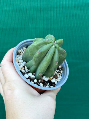Cereus peruvianus ‘Monstrose’