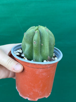Cereus peruvianus ‘Monstrose’
