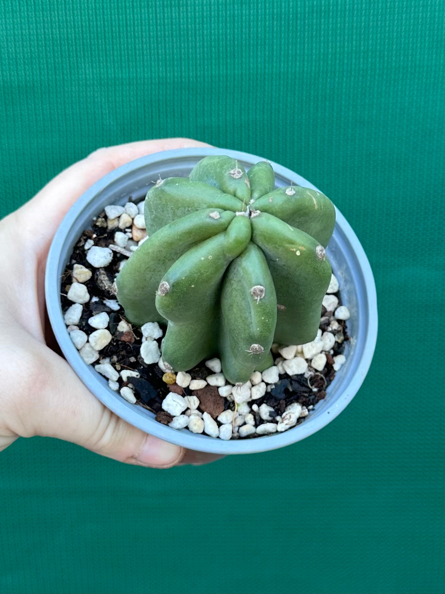 Cereus peruvianus ‘Monstrose’