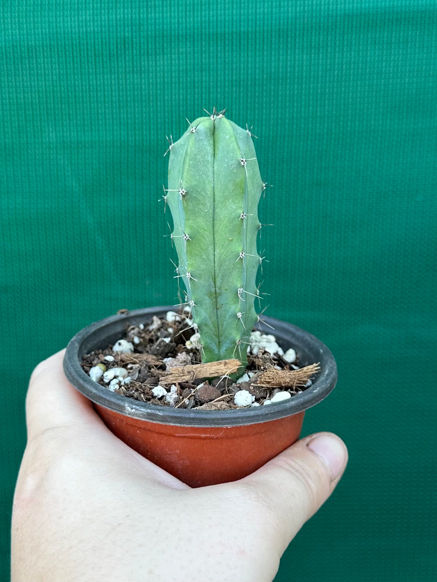 Myrtillocactus
