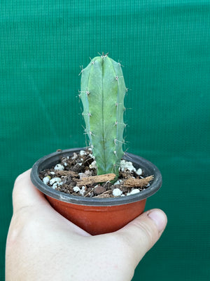 Myrtillocactus