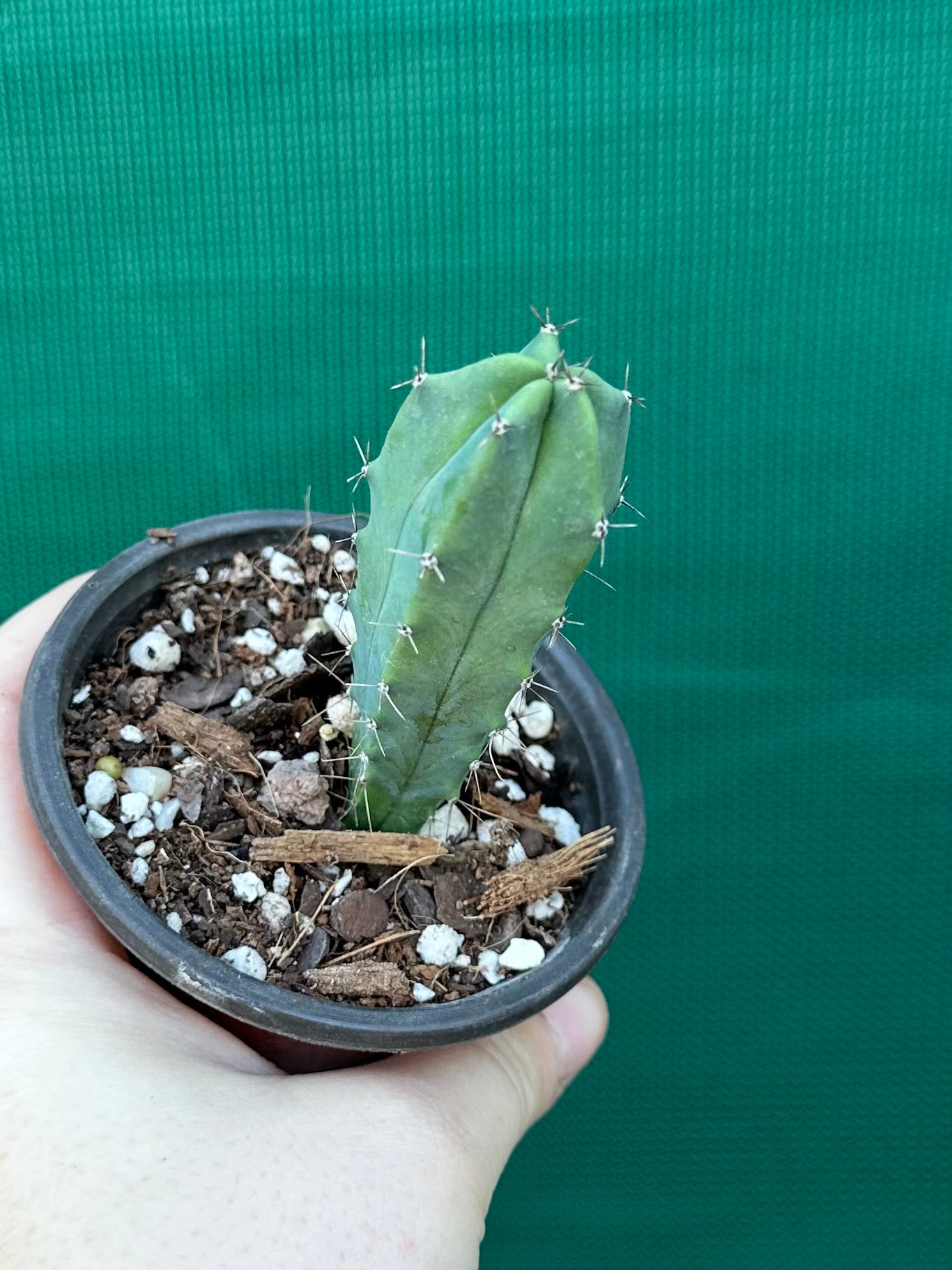 Myrtillocactus