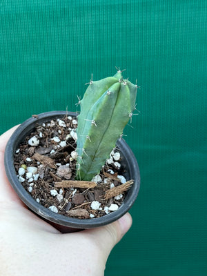 Myrtillocactus