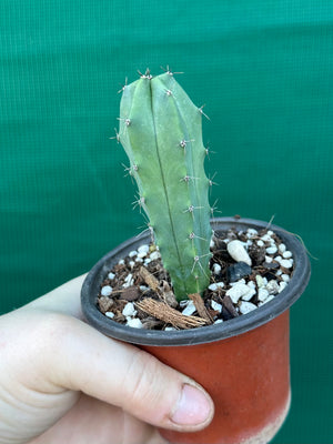 Myrtillocactus