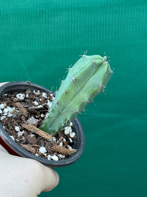Myrtillocactus