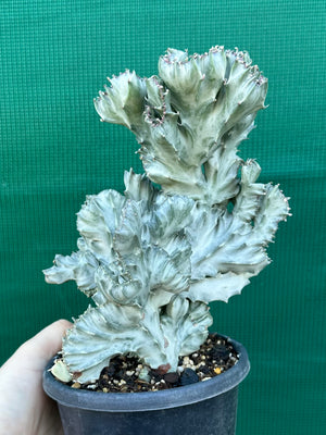 Crested Euphorbia lactea cristata