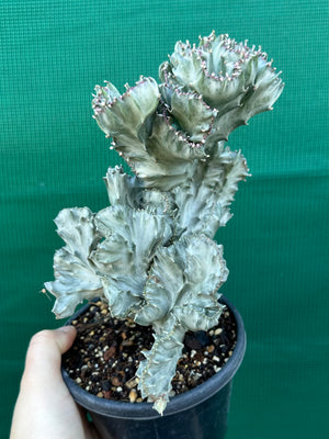 Crested Euphorbia lactea cristata
