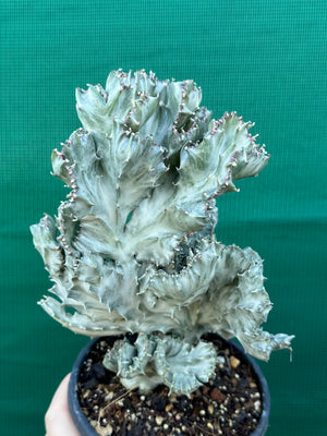 Crested Euphorbia lactea cristata