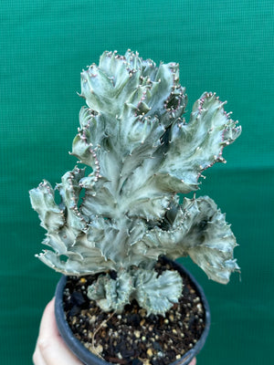Crested Euphorbia lactea cristata