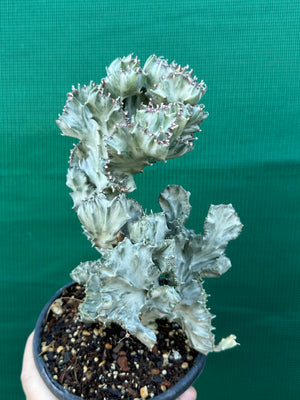 Crested Euphorbia lactea cristata
