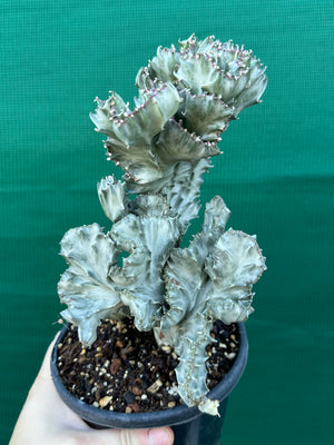 Crested Euphorbia lactea cristata