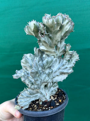 Crested Euphorbia lactea cristata