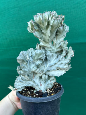 Crested Euphorbia lactea cristata