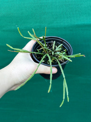 Rhipsalis ewaldiana