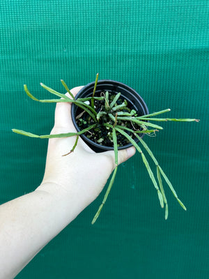 Rhipsalis ewaldiana