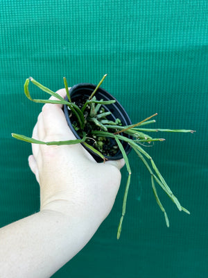 Rhipsalis ewaldiana