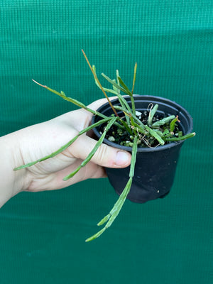 Rhipsalis ewaldiana