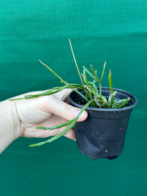 Rhipsalis ewaldiana