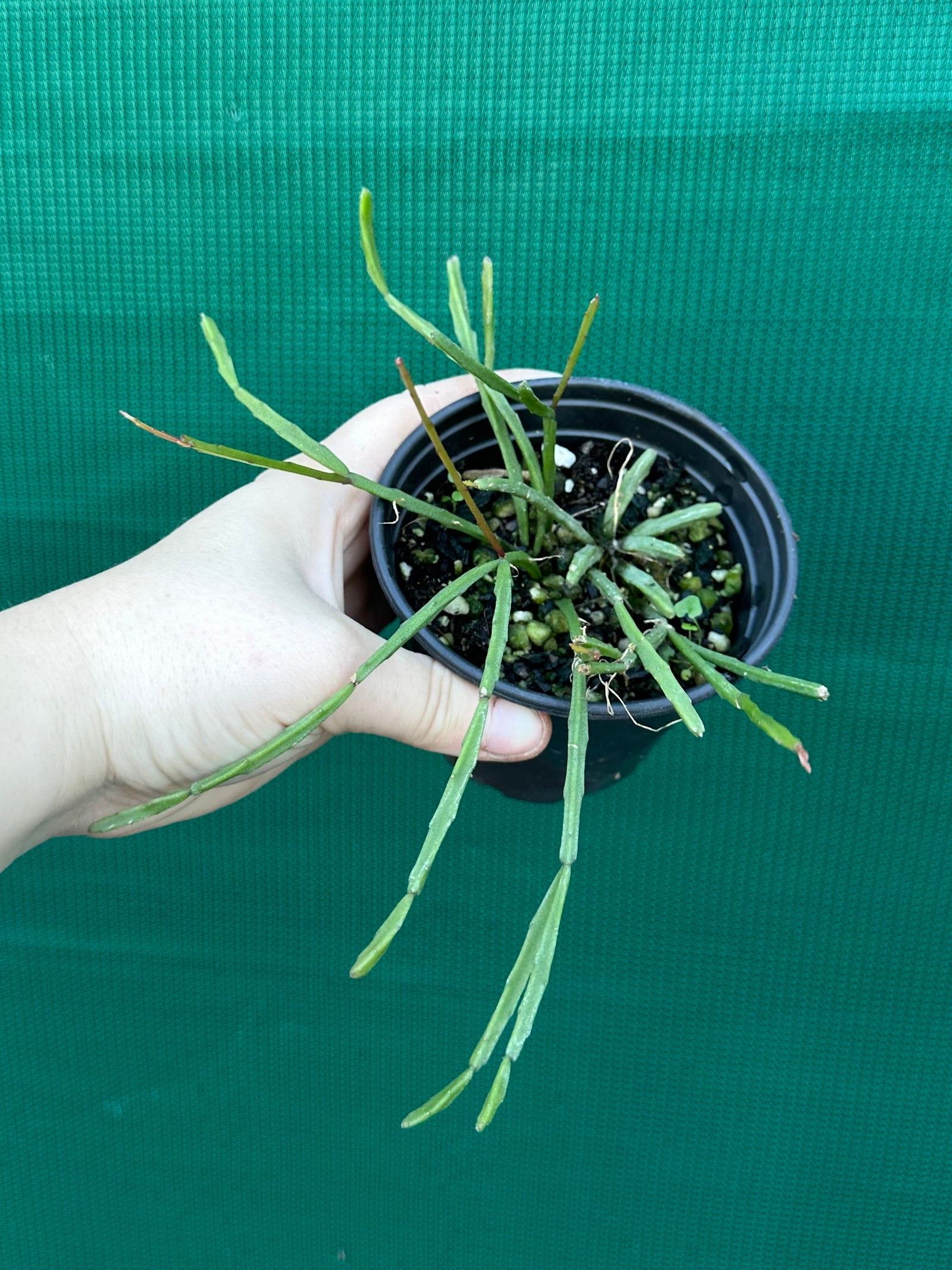 Rhipsalis ewaldiana