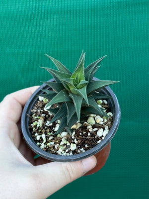 Haworthia tortuosa