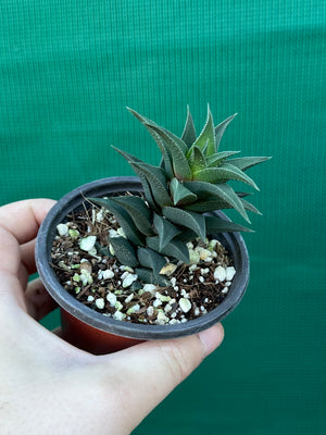 Haworthia tortuosa