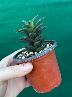 Haworthia tortuosa