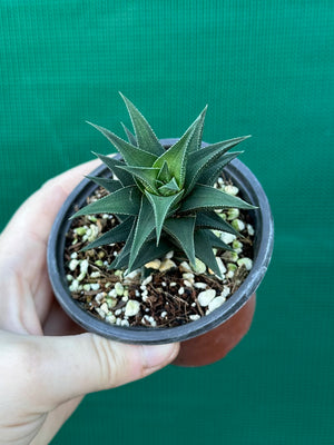 Haworthia tortuosa