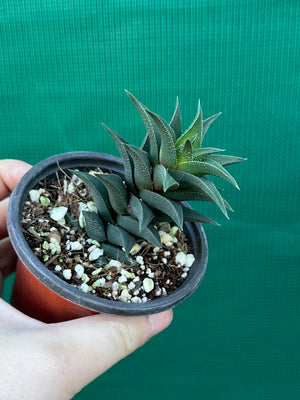 Haworthia tortuosa